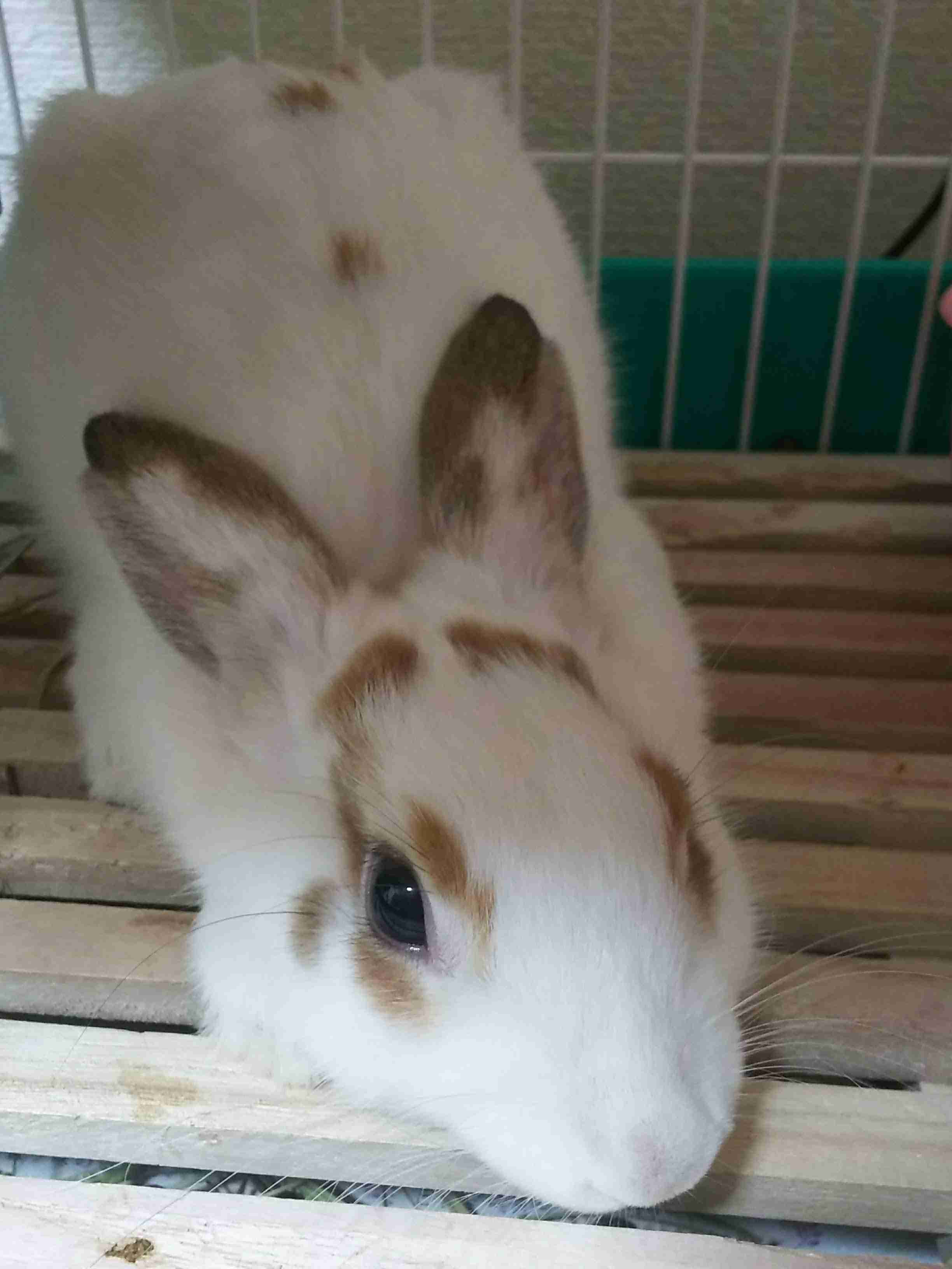 ペットの写真を貼っていくトピ③
