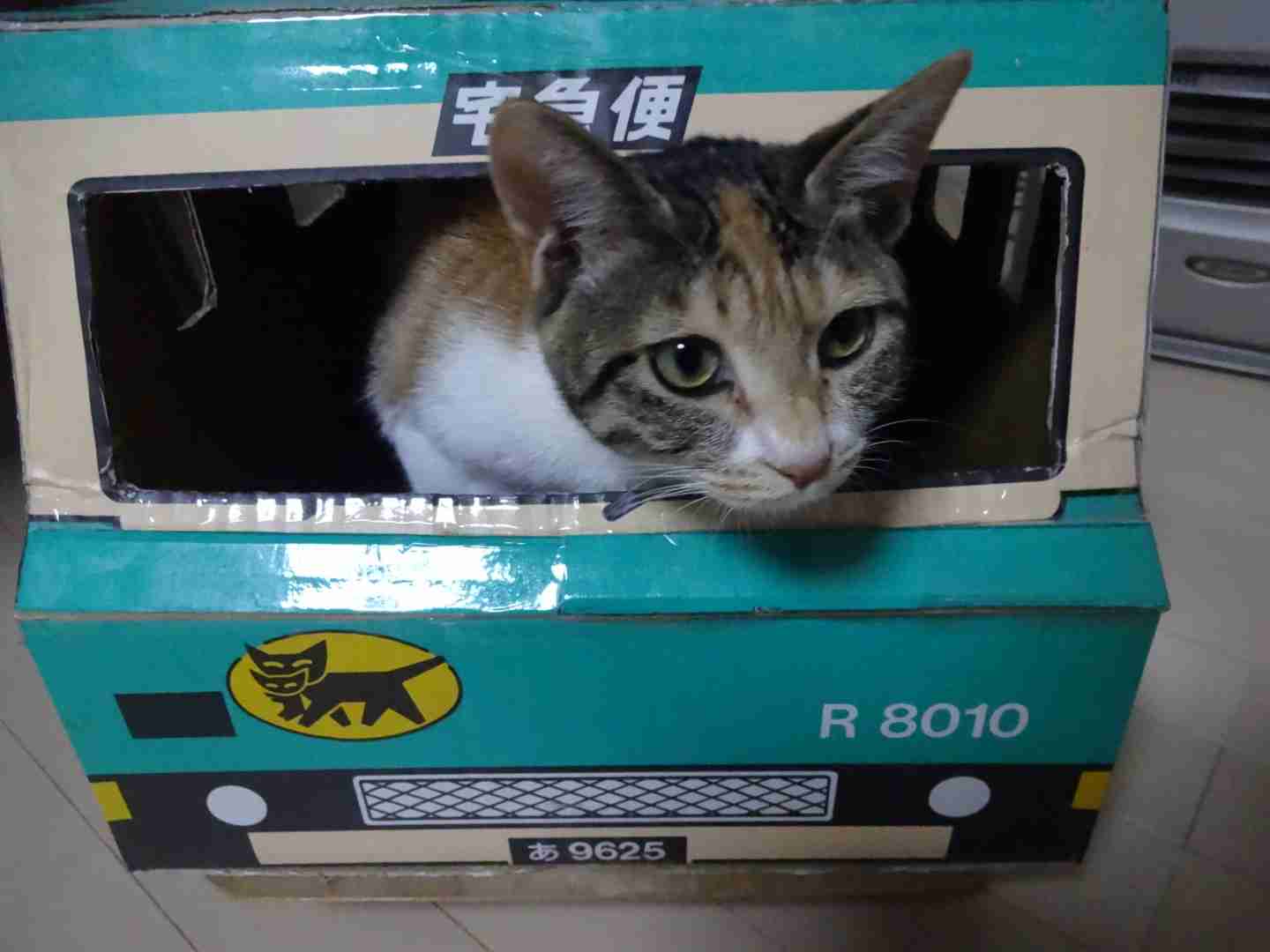 ペットの写真を貼っていくトピ③