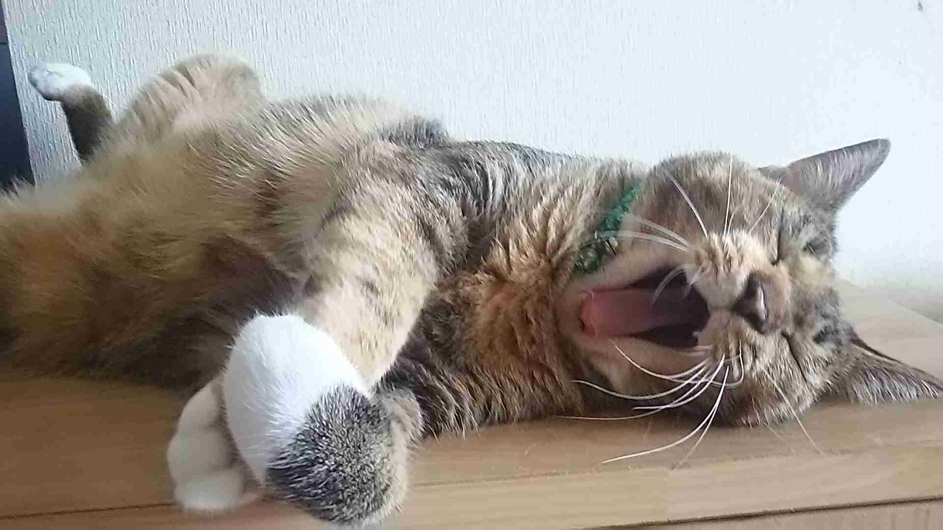 ペットの写真を貼っていくトピ③