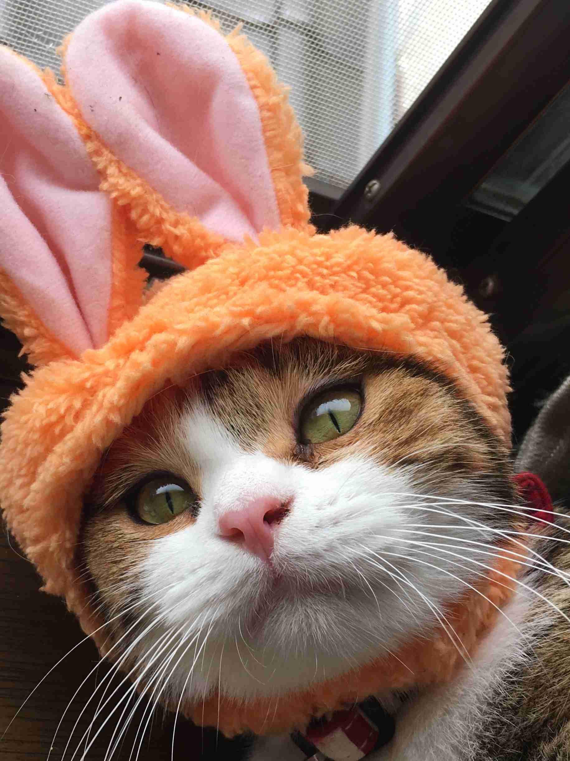 ペットの写真を貼っていくトピ③