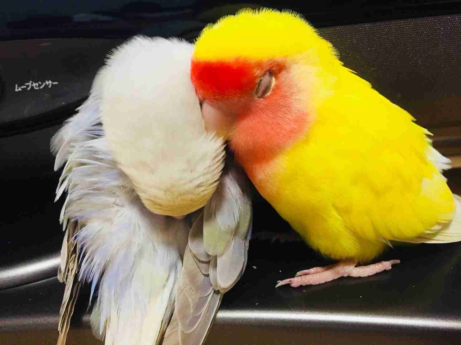 ペットの写真を貼っていくトピ③
