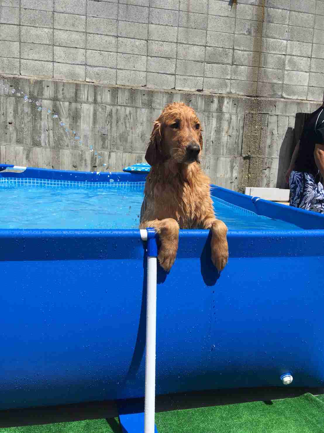 ペットの写真を貼っていくトピ③