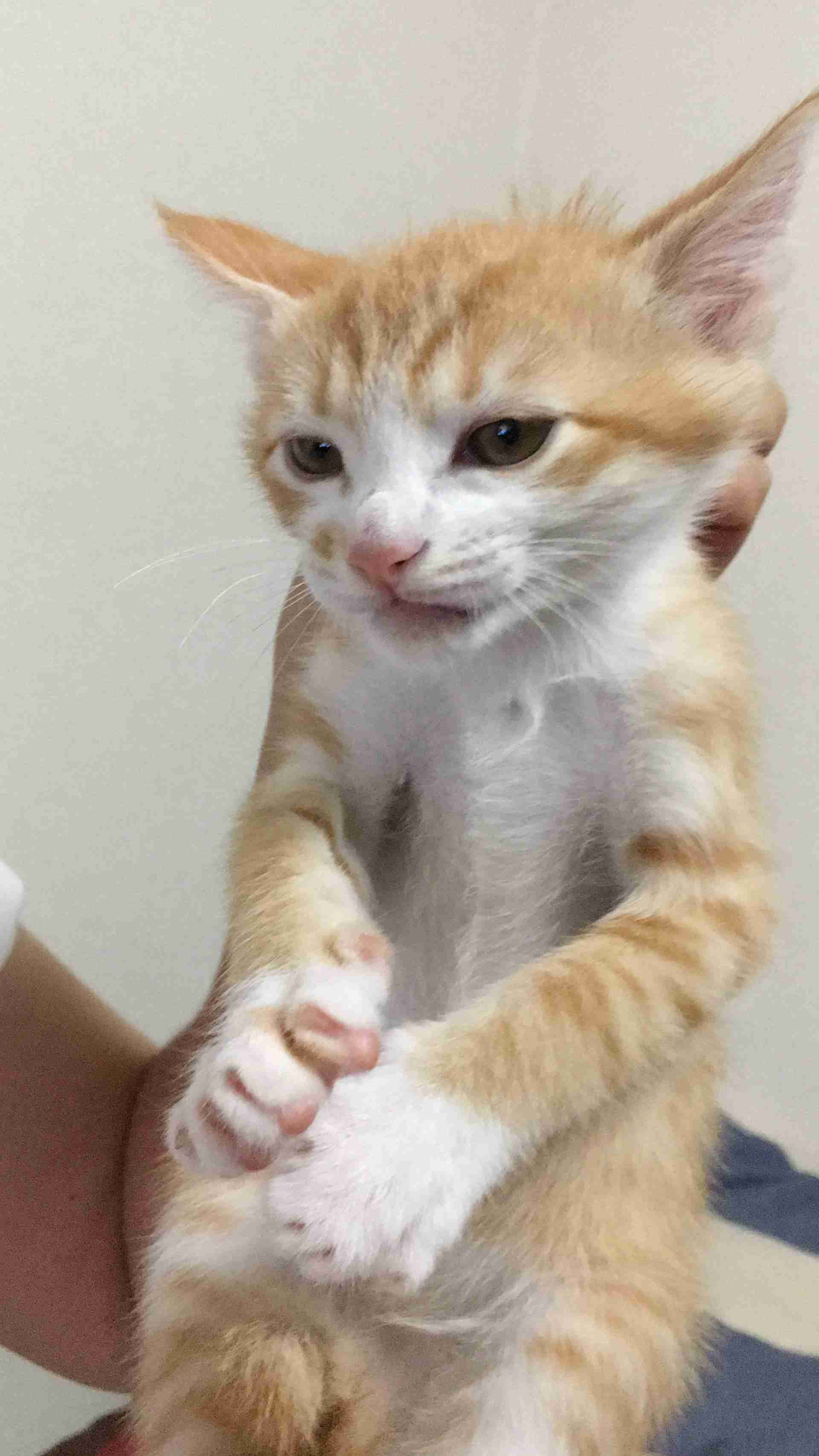 ペットの写真を貼っていくトピ③