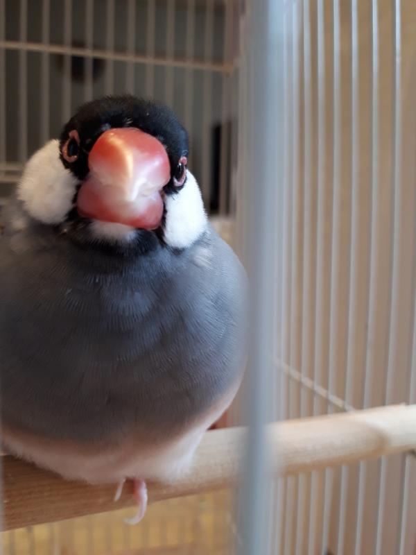 ペットの写真を貼っていくトピ③