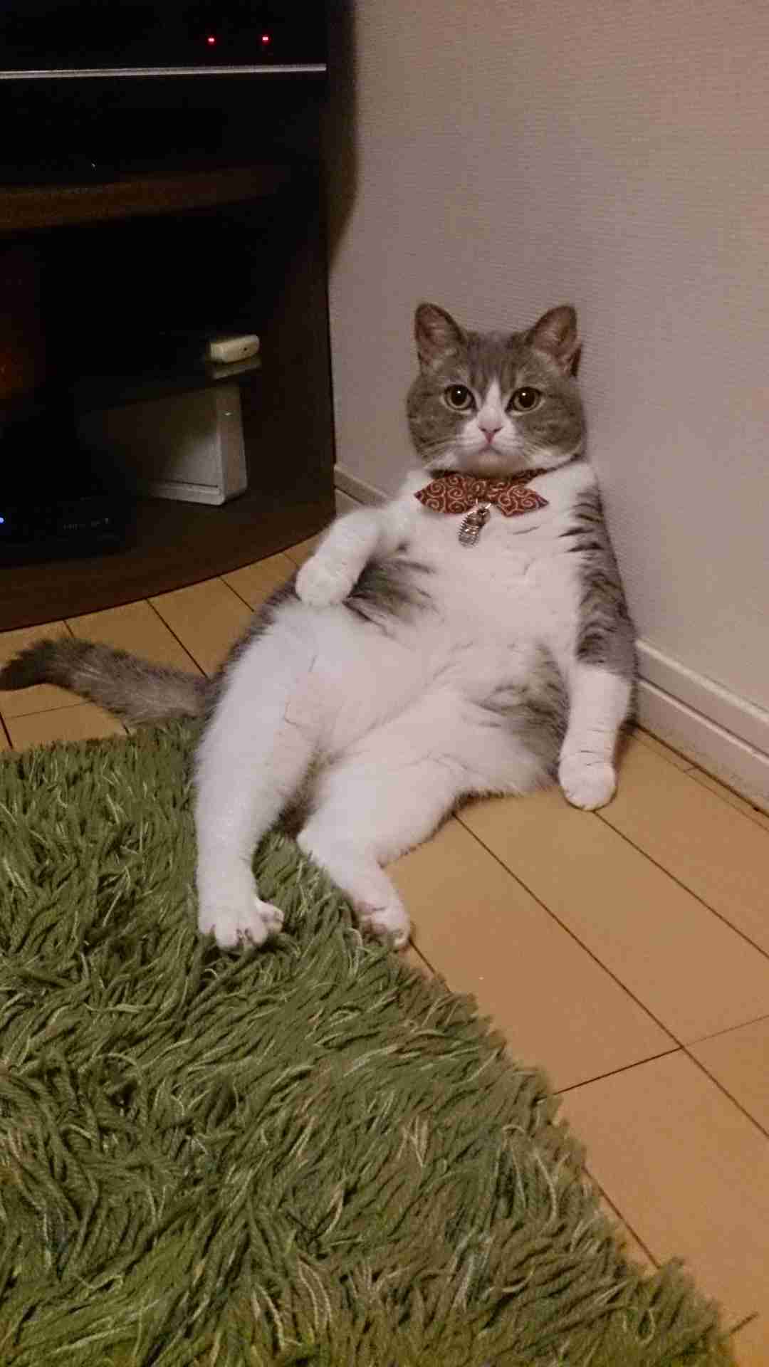 ペットの写真を貼っていくトピ③