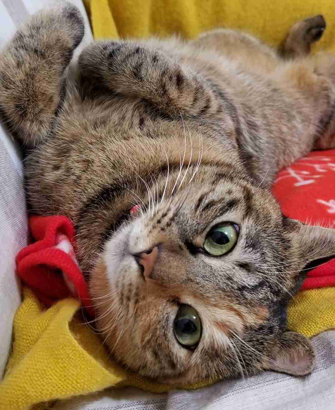 ペットの写真を貼っていくトピ③