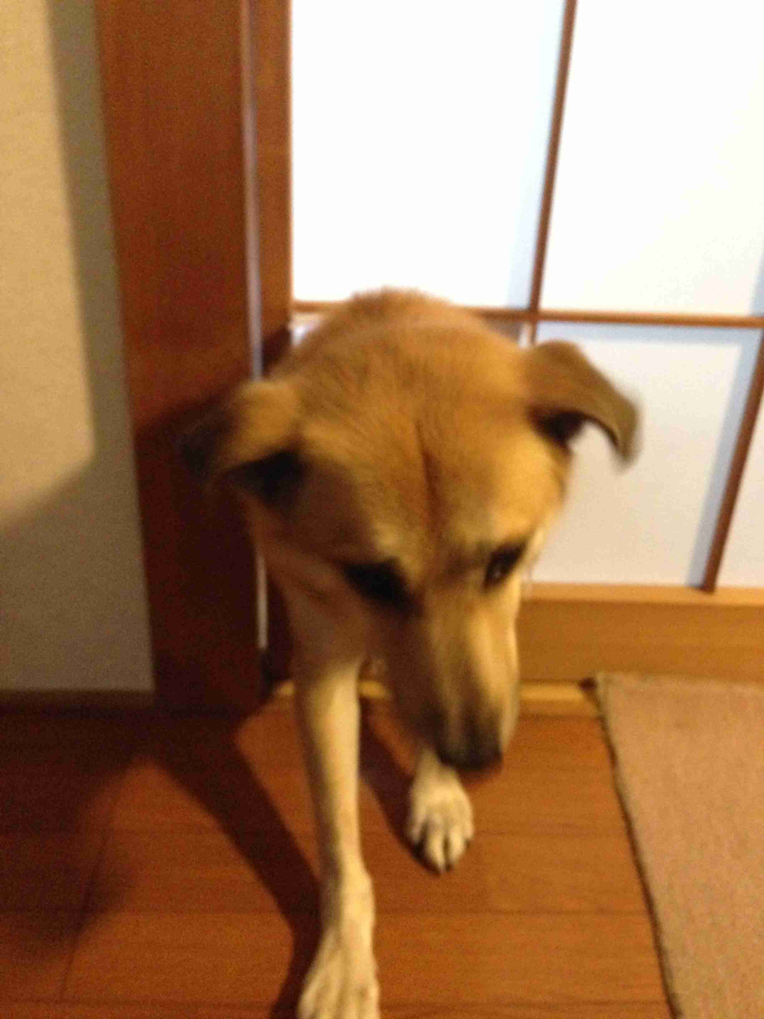 ペットの写真を貼っていくトピ③