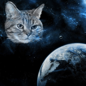 【画像】星のトピ