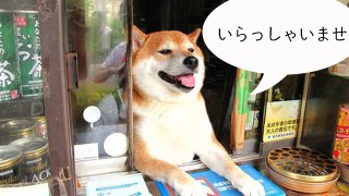 【画像】星のトピ