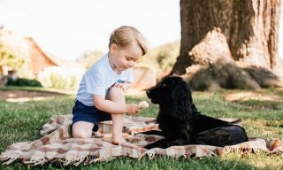 動物と一緒に写ってるイケメン有名人が観たい