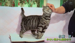 動物と一緒に写ってるイケメン有名人が観たい