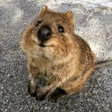 動物と一緒に写ってるイケメン有名人が観たい