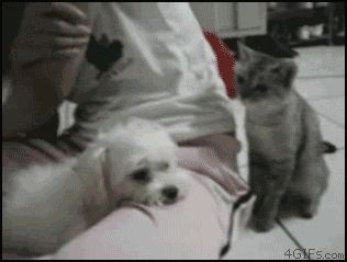 1000以上 猫パンチ 犬 Gif 猫パンチ 犬 Gif 1000以上 猫パンチ 犬 Gif 猫パンチ 犬 Gif