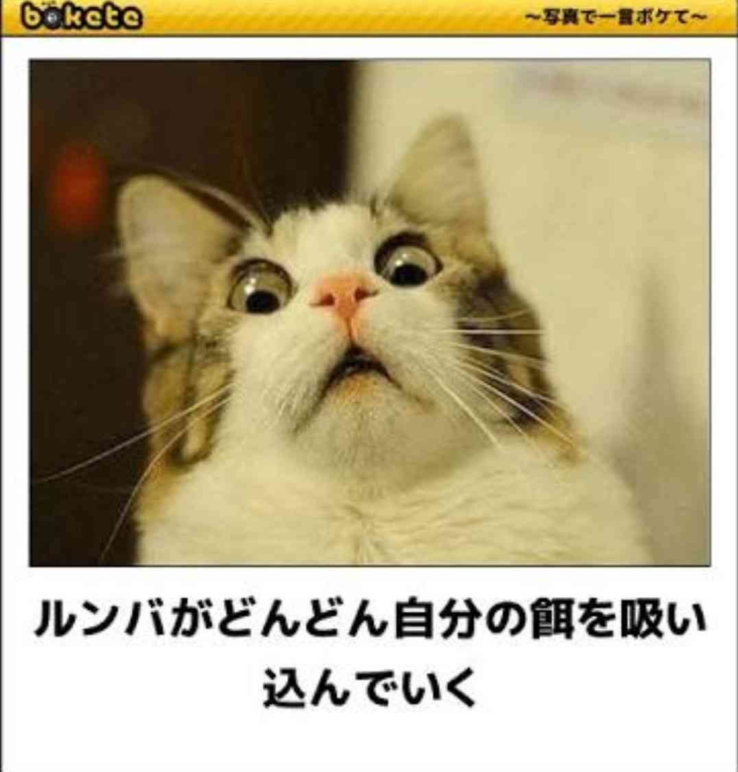 ガルちゃんで画像(サイト)を貼り付ける方法&練習 Part20