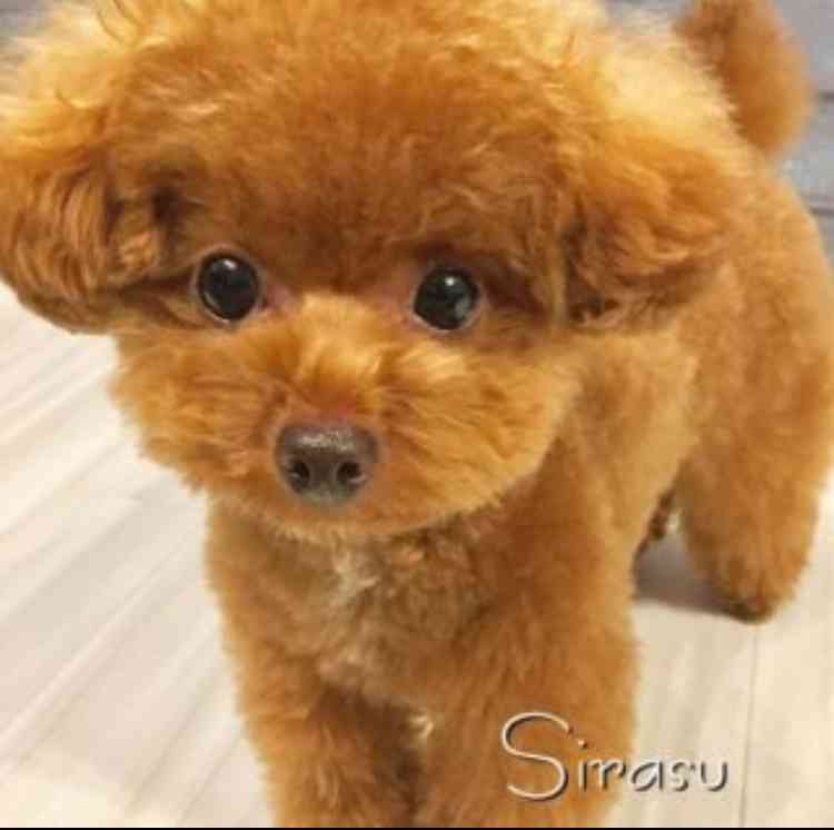 ガルちゃんで画像(サイト)を貼り付ける方法&練習 Part20
