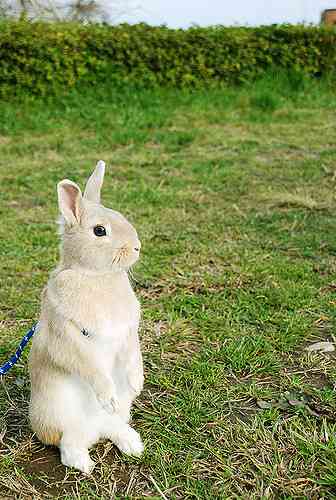 益若つばさ、「可愛すぎ！飼いたい！」ウサギの被り物姿に称賛の声相次ぐ