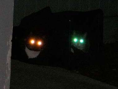 【閲覧注意】ホラーっぽく見える画像を貼るトピ
