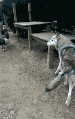 【閲覧注意】ホラーっぽく見える画像を貼るトピ
