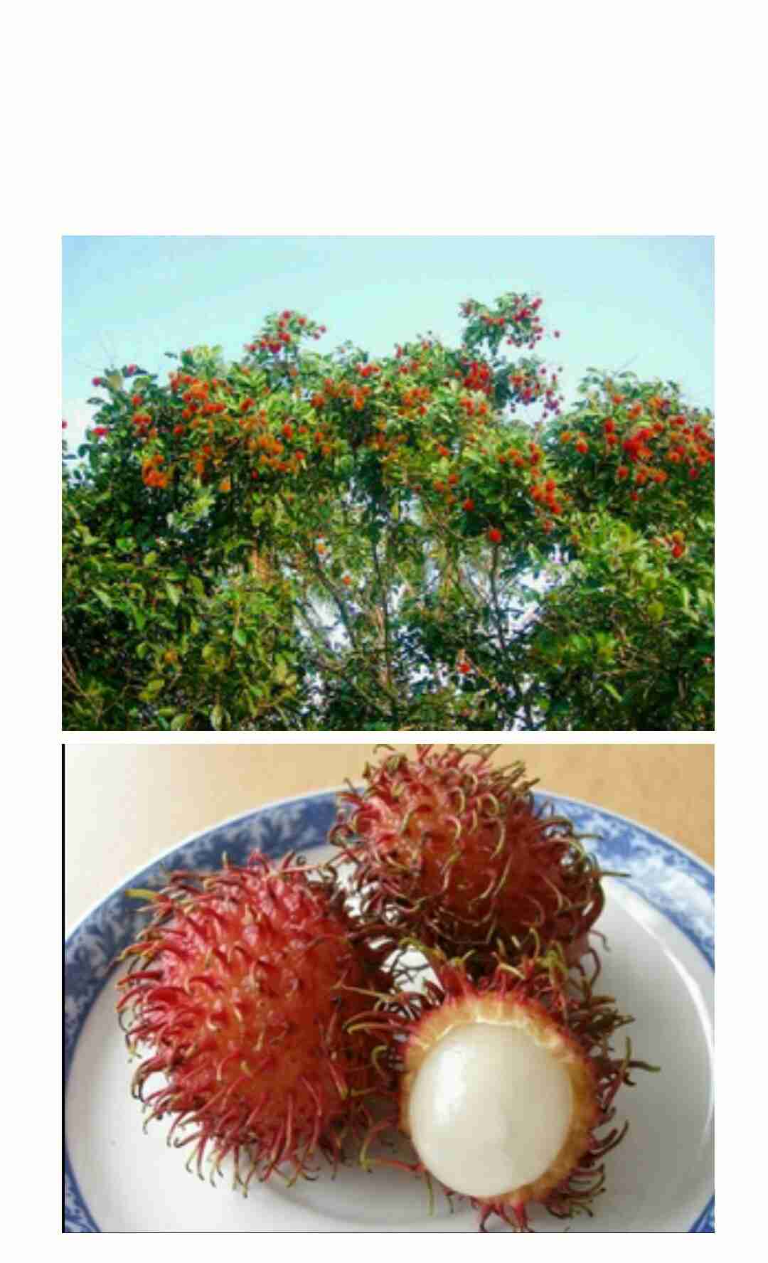 食べたい物を注文したら誰かが料理人になって画像を貼ってくれるかもしれないトピ