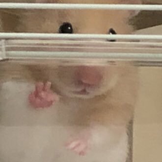 ペットのほのぼのエピソード！