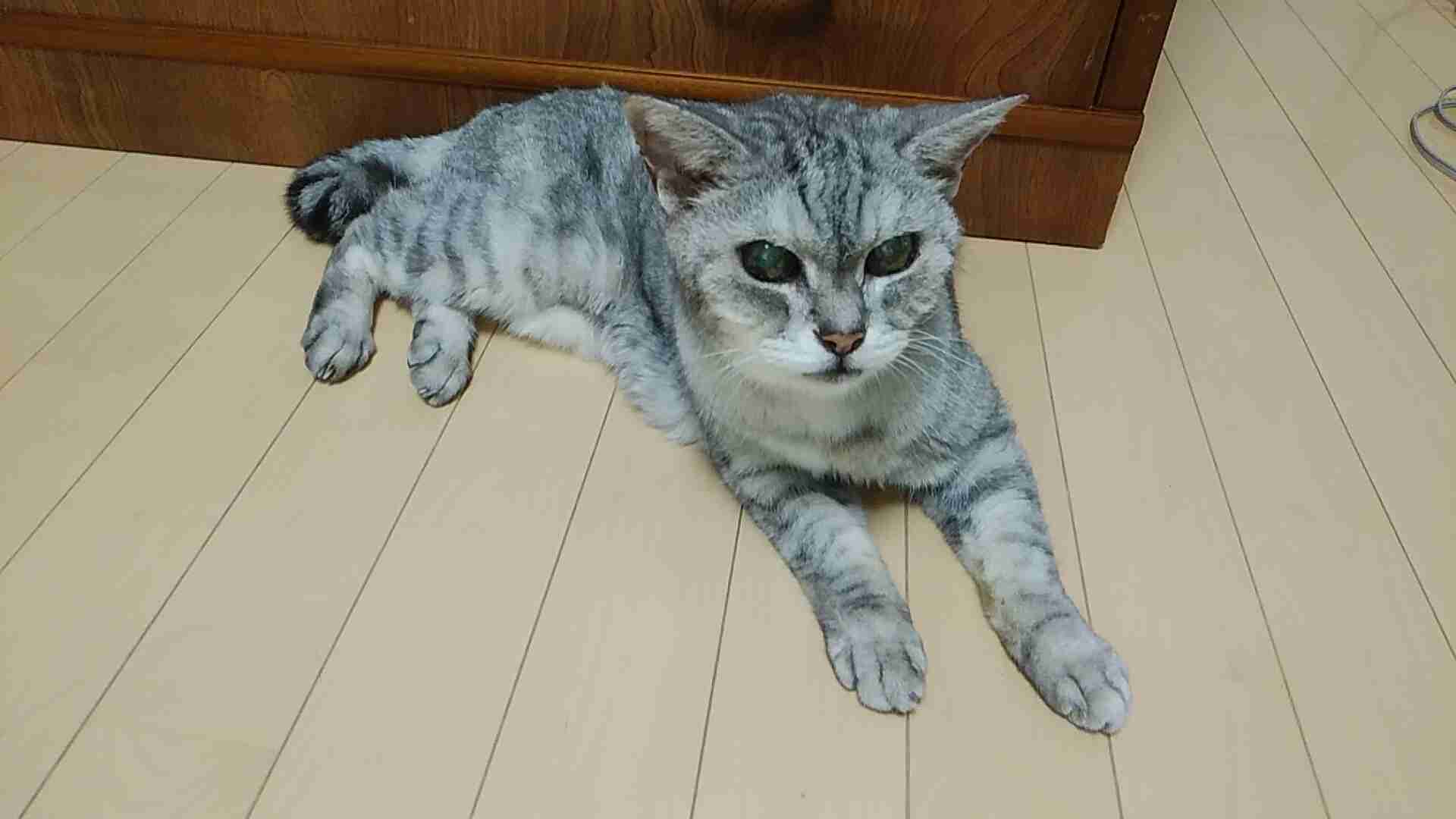 ペットのほのぼのエピソード！