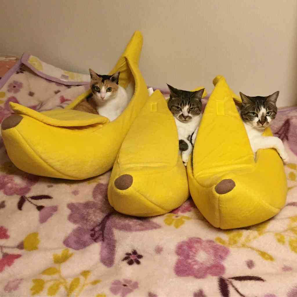 可愛いペット用グッズの画像