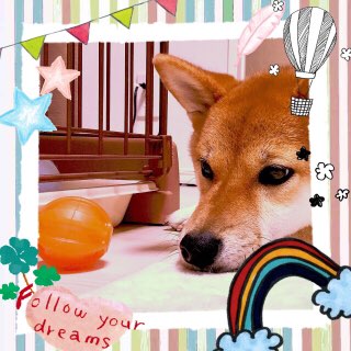 可愛いペット用グッズの画像