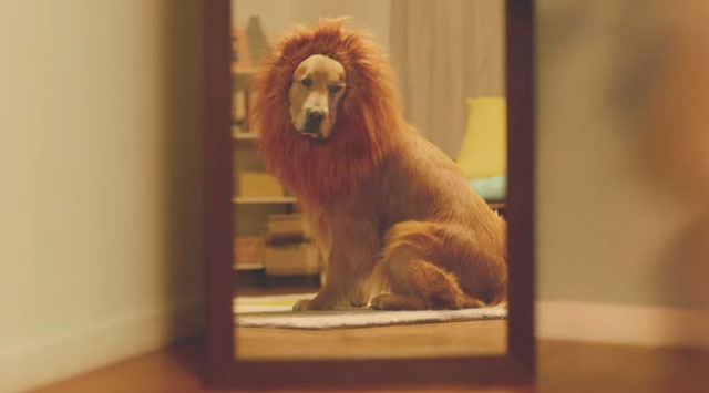 可愛いペット用グッズの画像