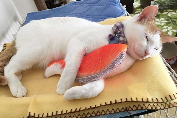 可愛いペット用グッズの画像
