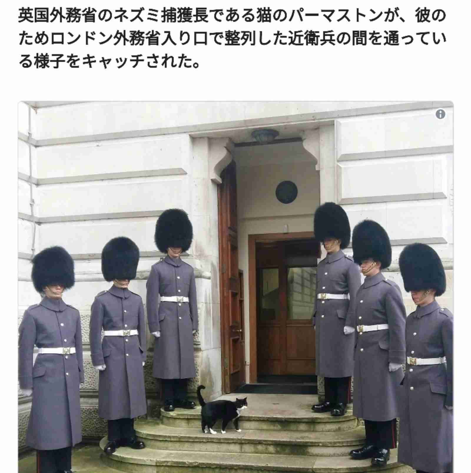 「ネズミ捕獲長」の猫が一時行方不明 英財務省全体がパニックに