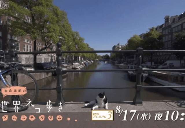 「ネズミ捕獲長」の猫が一時行方不明 英財務省全体がパニックに