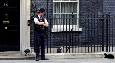 「ネズミ捕獲長」の猫が一時行方不明 英財務省全体がパニックに