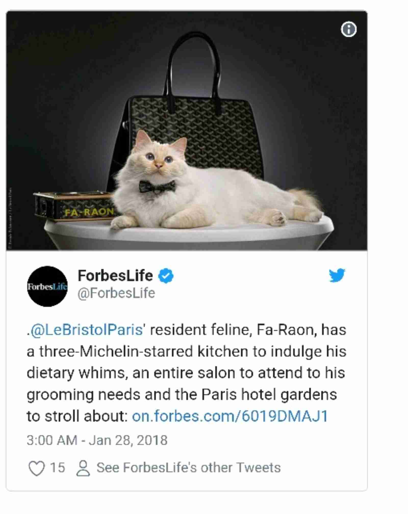 「ネズミ捕獲長」の猫が一時行方不明 英財務省全体がパニックに