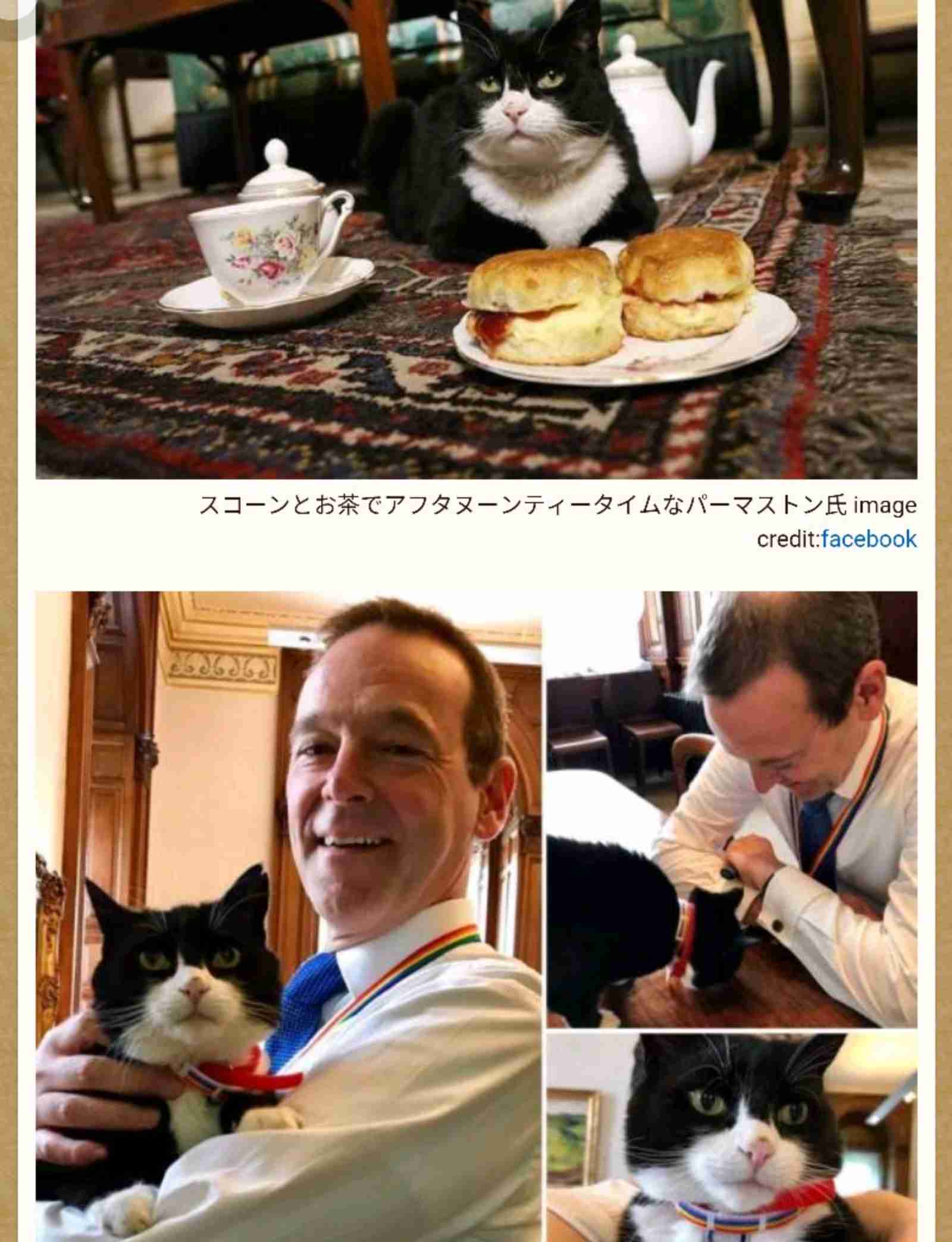 「ネズミ捕獲長」の猫が一時行方不明 英財務省全体がパニックに