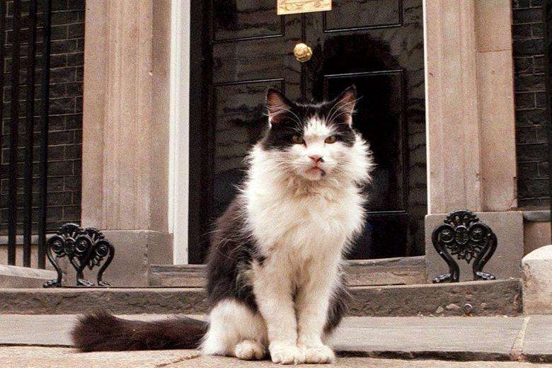 「ネズミ捕獲長」の猫が一時行方不明 英財務省全体がパニックに