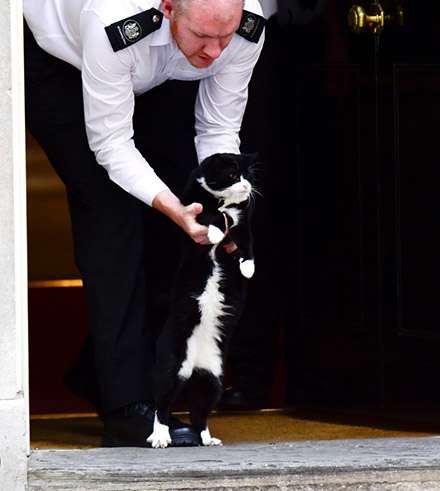 「ネズミ捕獲長」の猫が一時行方不明 英財務省全体がパニックに
