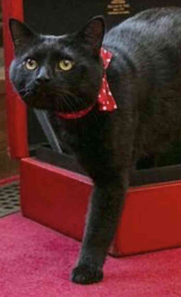 「ネズミ捕獲長」の猫が一時行方不明 英財務省全体がパニックに