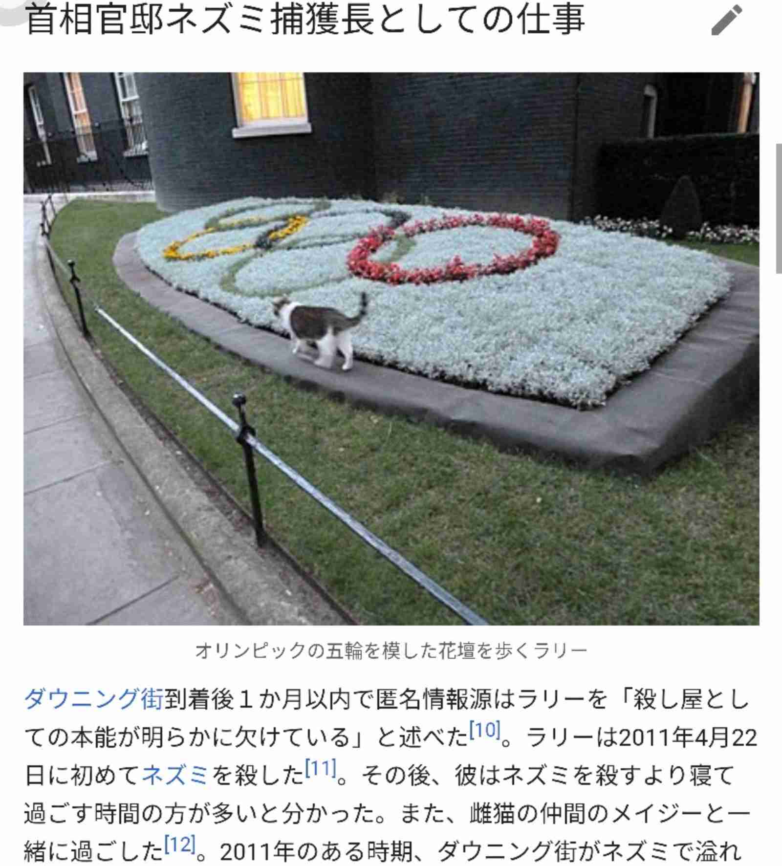 「ネズミ捕獲長」の猫が一時行方不明 英財務省全体がパニックに