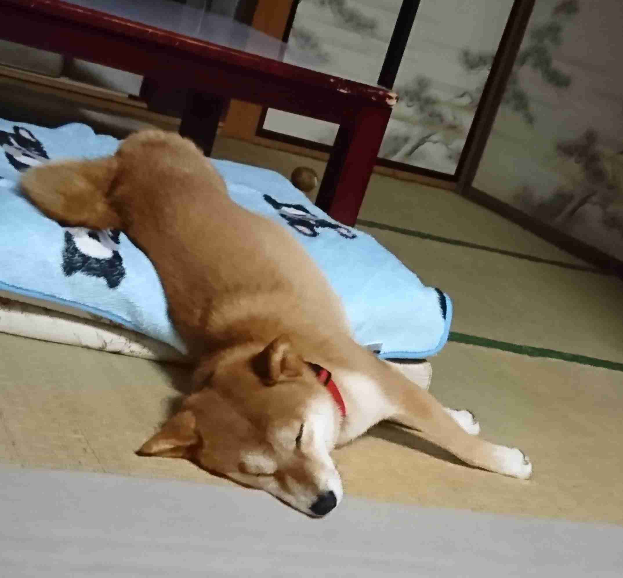 ガルちゃんに一度でも貼ったことある画像を再度貼ってみるトピ