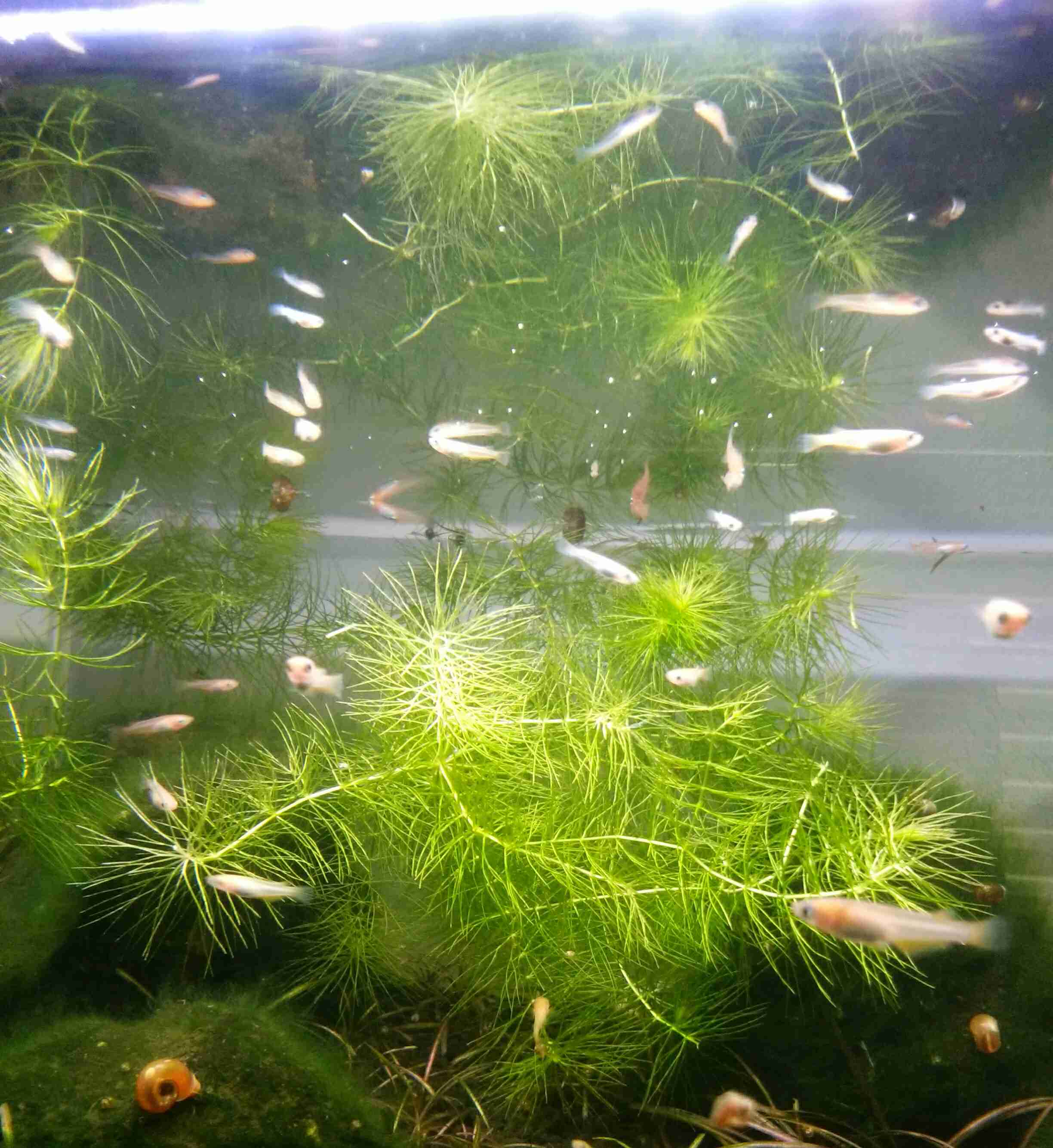 メダカ倶楽部part2