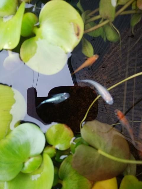メダカ倶楽部part2