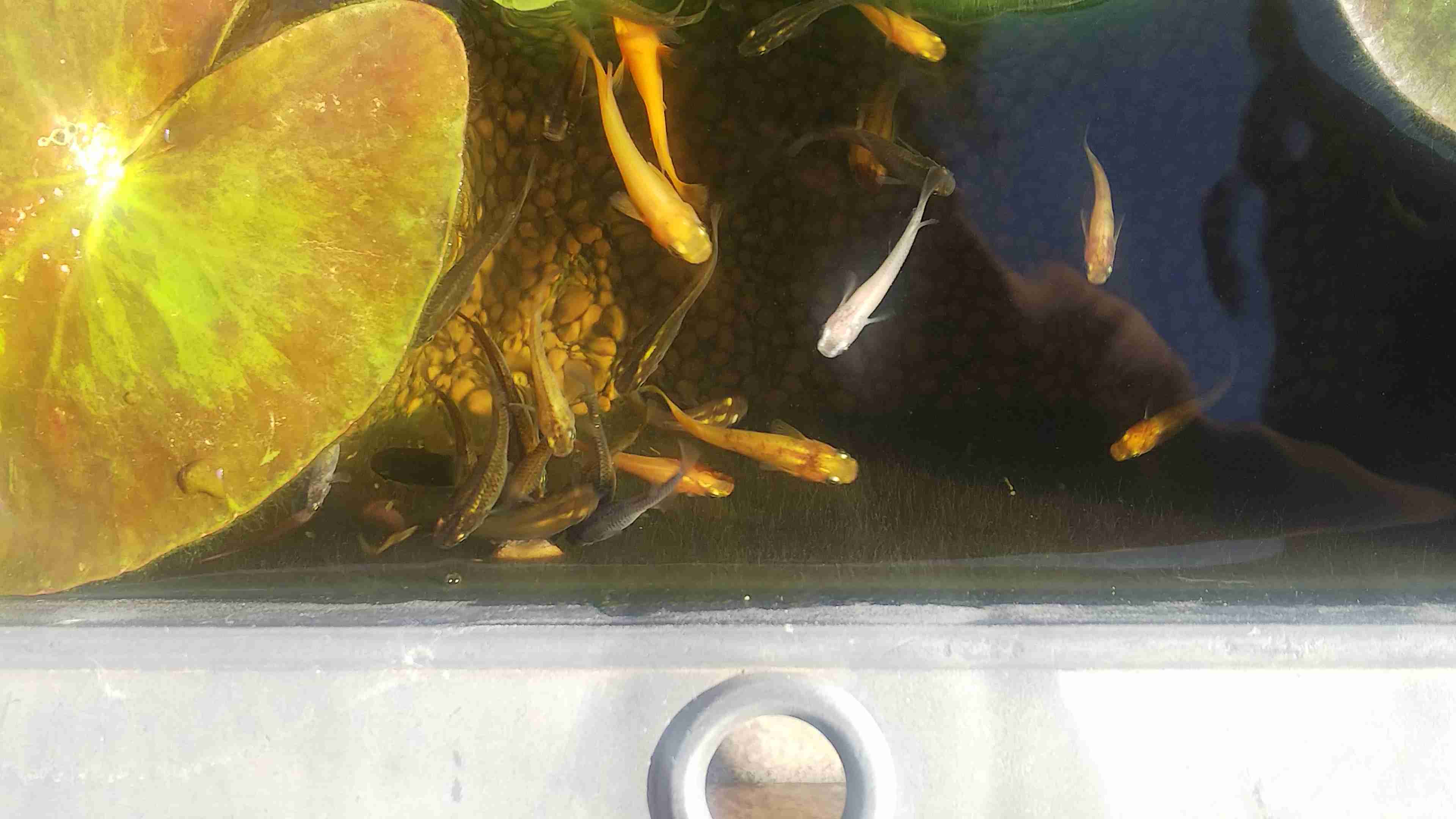 メダカ倶楽部part2