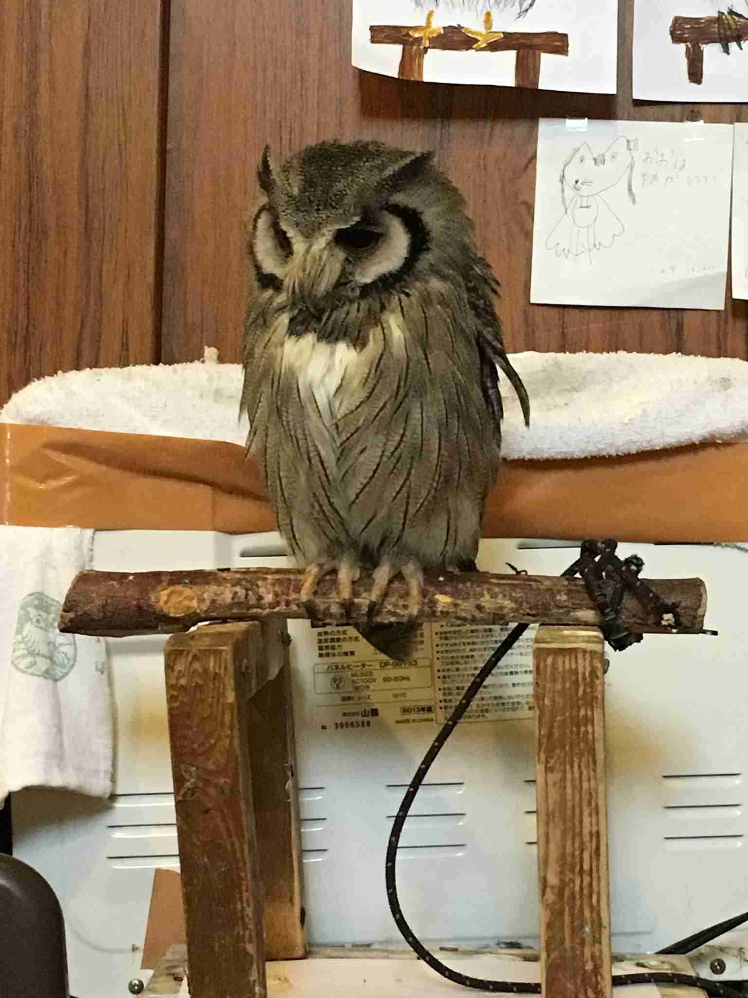 初出店！！フクロウカフェ  がるチャン店