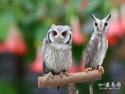 初出店！！フクロウカフェ  がるチャン店