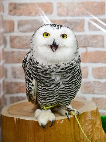 初出店！！フクロウカフェ  がるチャン店