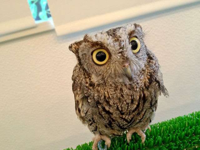 初出店！！フクロウカフェ  がるチャン店