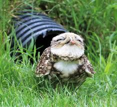 初出店！！フクロウカフェ  がるチャン店