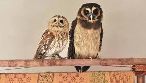 初出店！！フクロウカフェ  がるチャン店