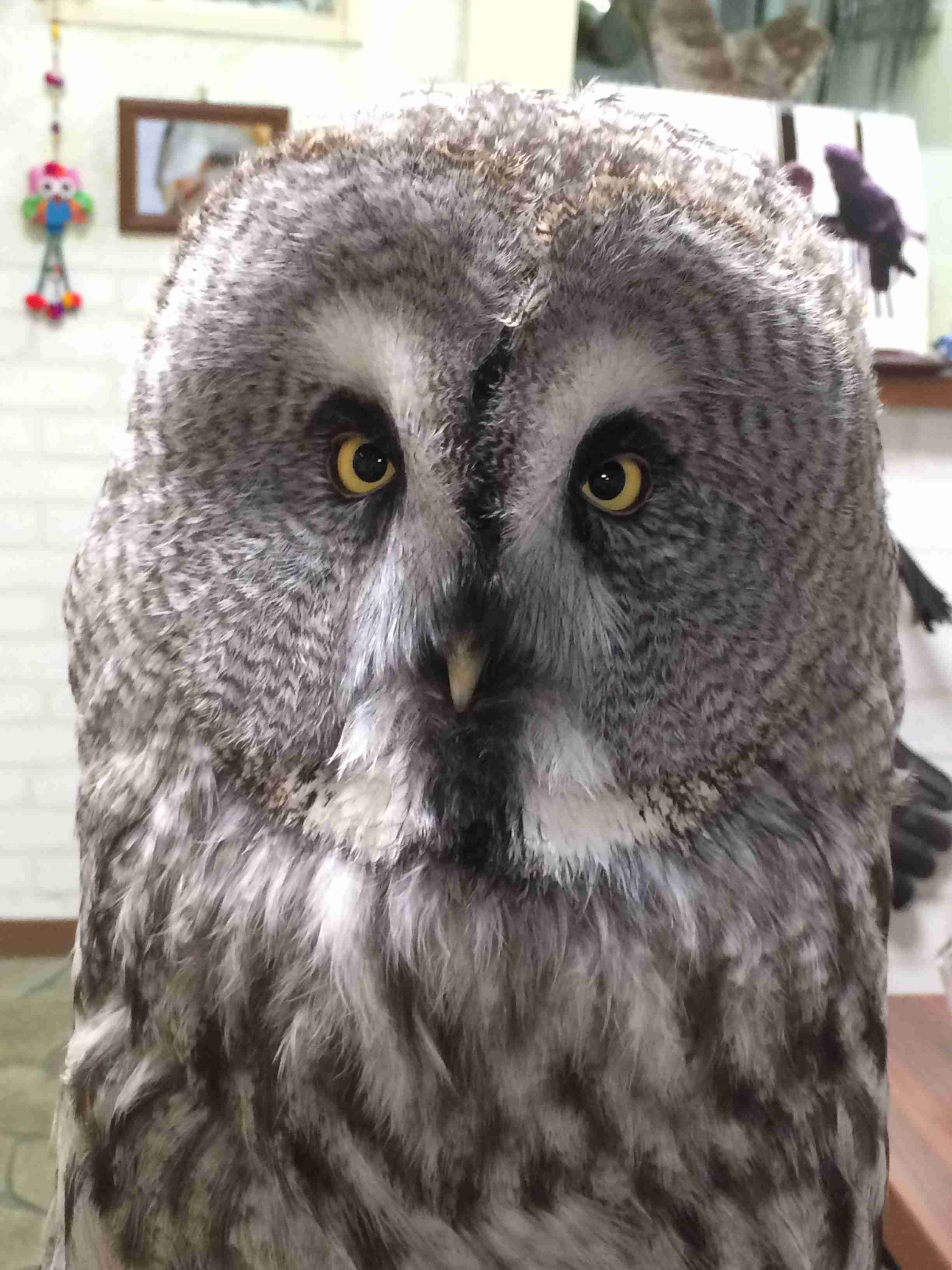 初出店！！フクロウカフェ  がるチャン店