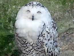 初出店！！フクロウカフェ  がるチャン店